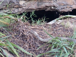 Snake